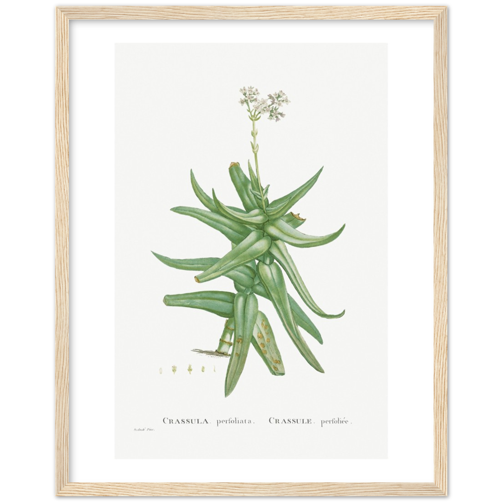 Framed Crassula Perfoliata Botanical Poster