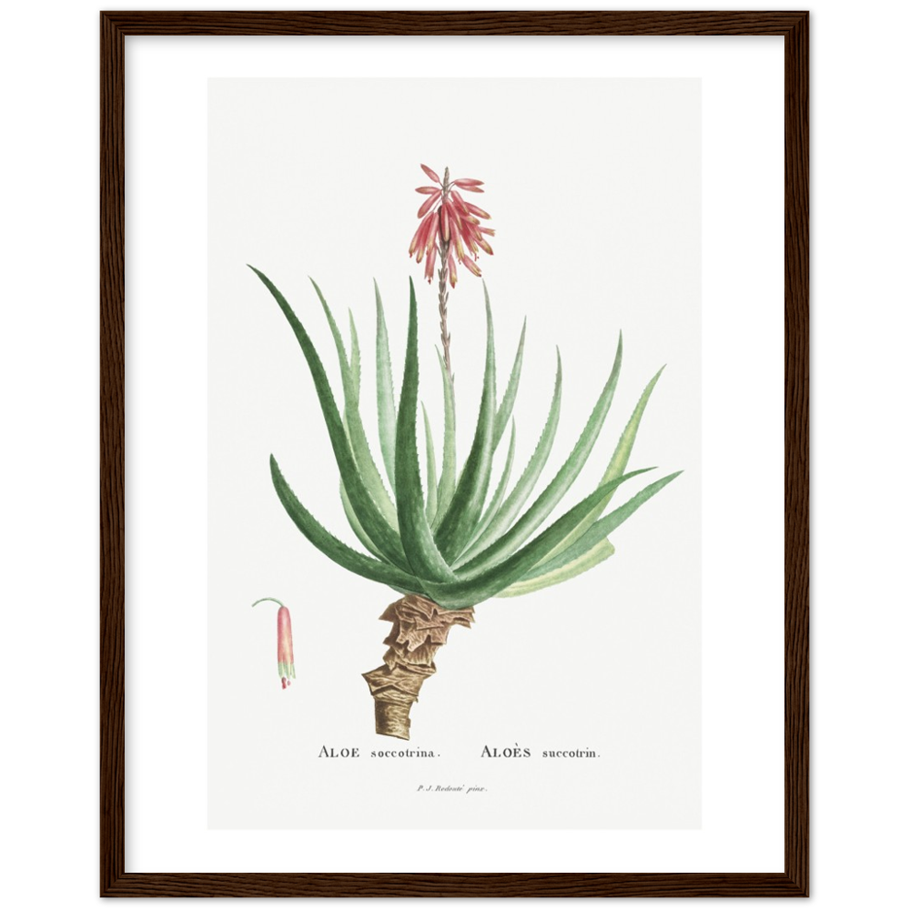 Framed Aloe Botanical Poster