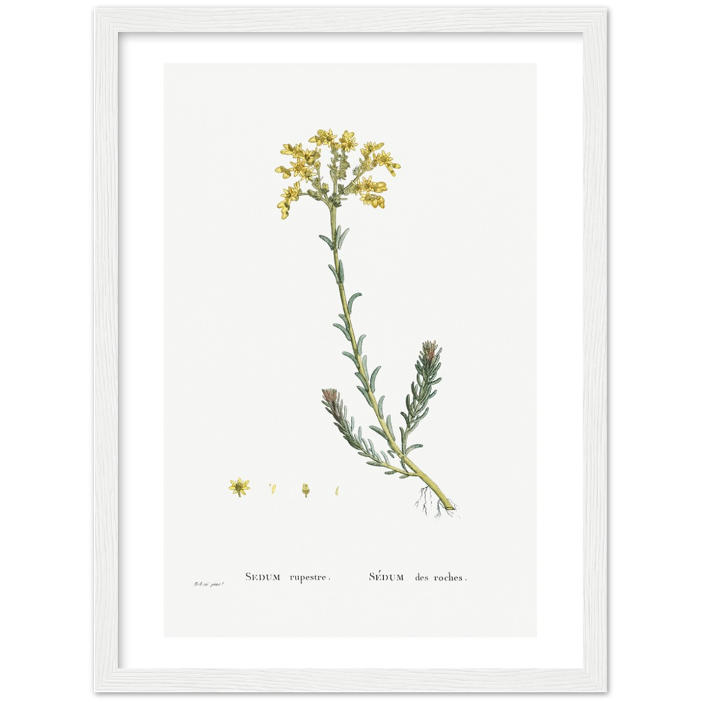 Framed Stonecrop Botanical Poster