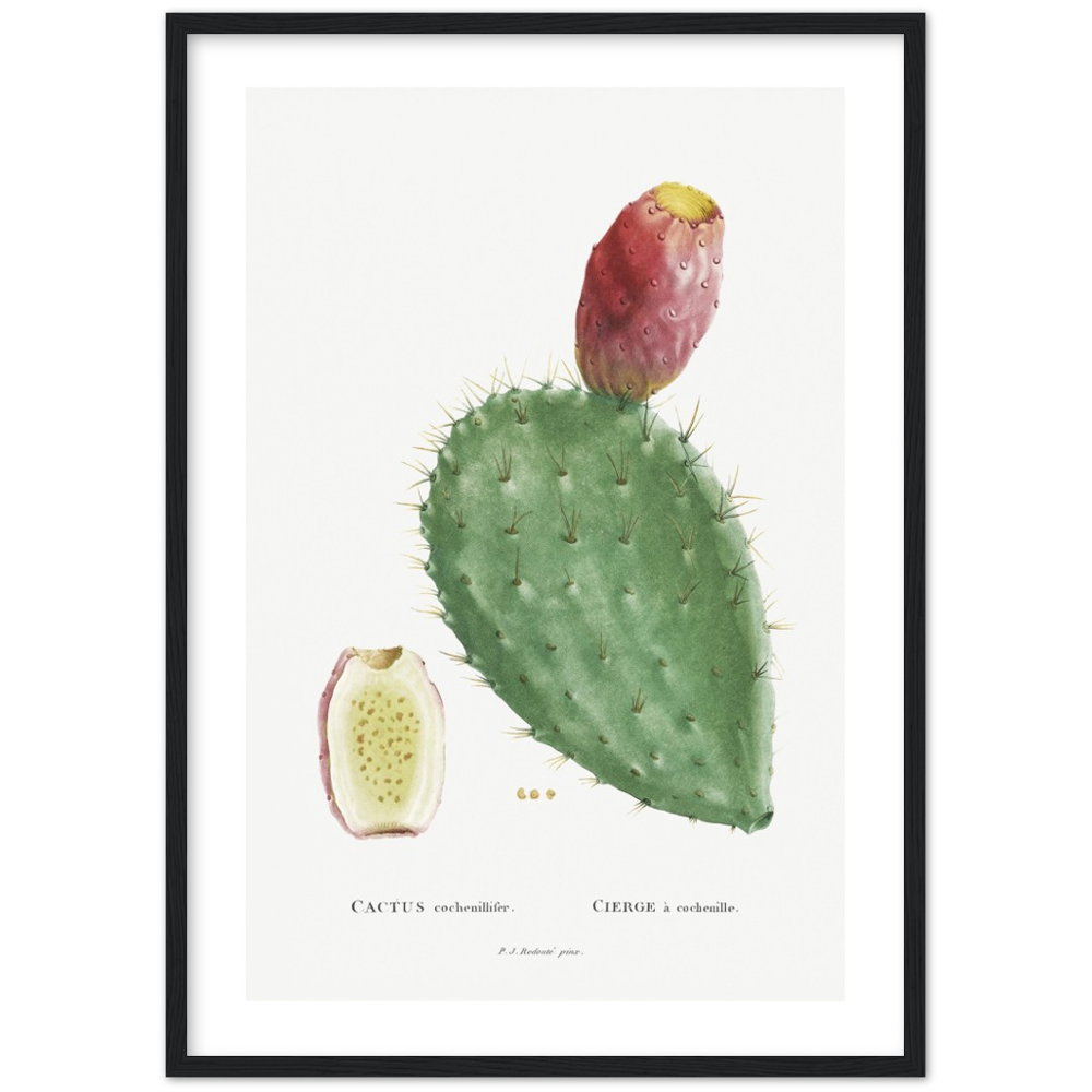 Framed Cactus Botanical Poster