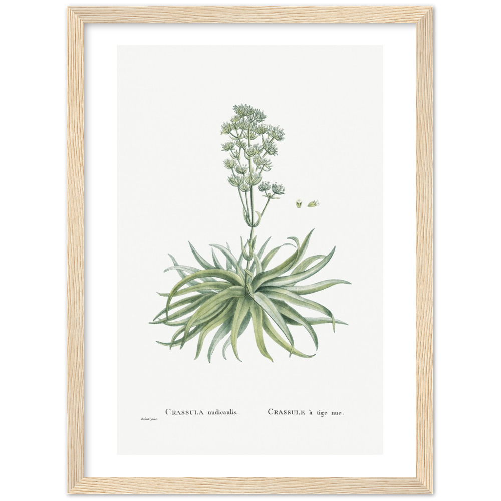 Framed Crassula Botanical Poster