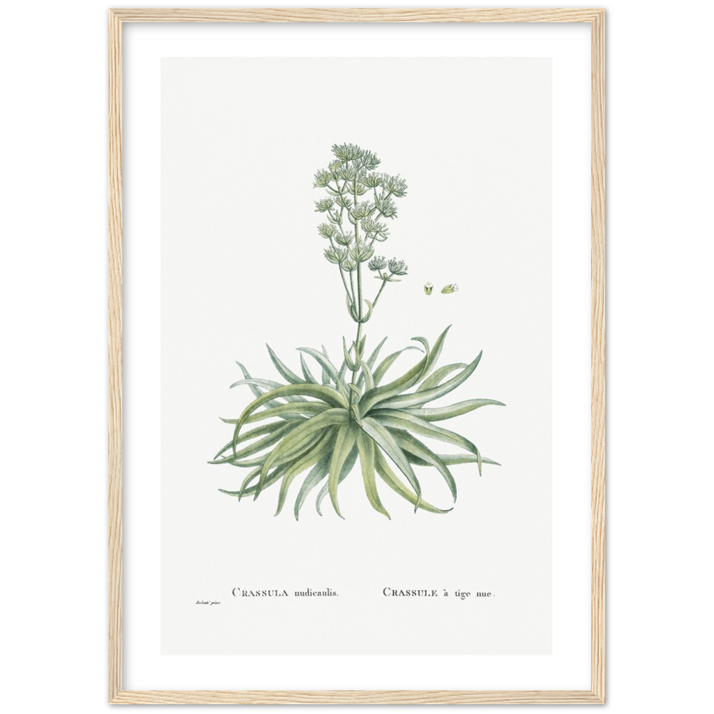 Framed Crassula Botanical Poster