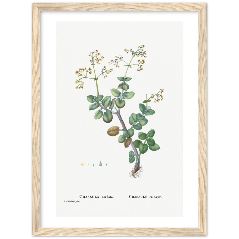 Framed Crassula Cordata Botanical Poster