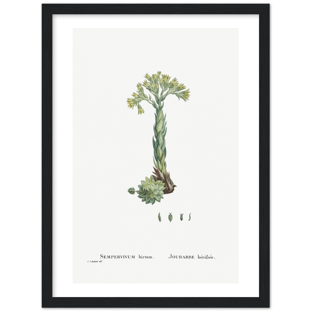 Framed Houseleek Botanical Poster