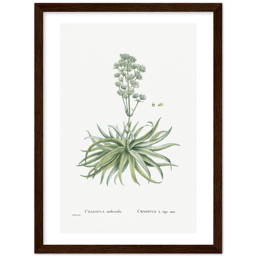 Framed Crassula Botanical Poster