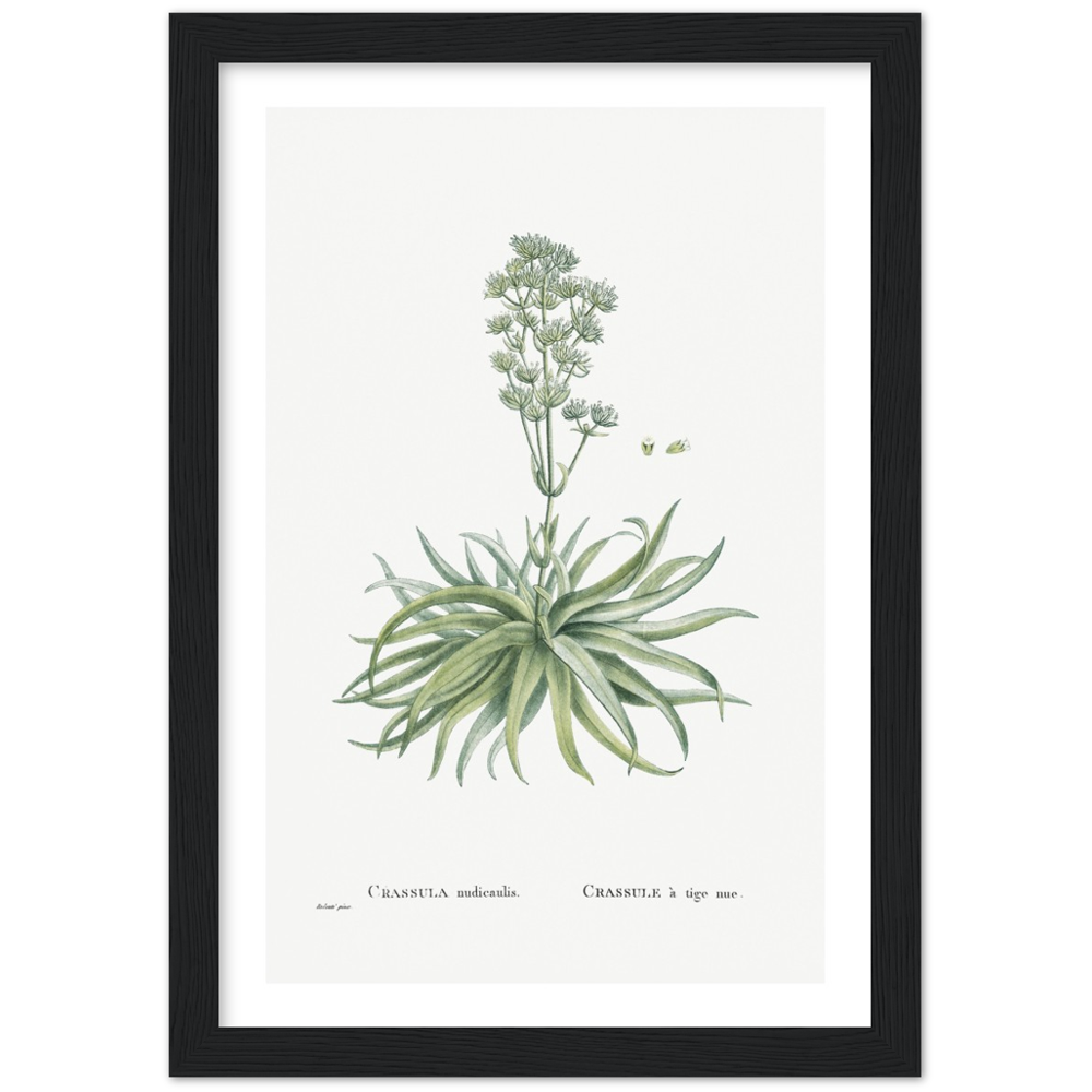 Framed Crassula Botanical Poster