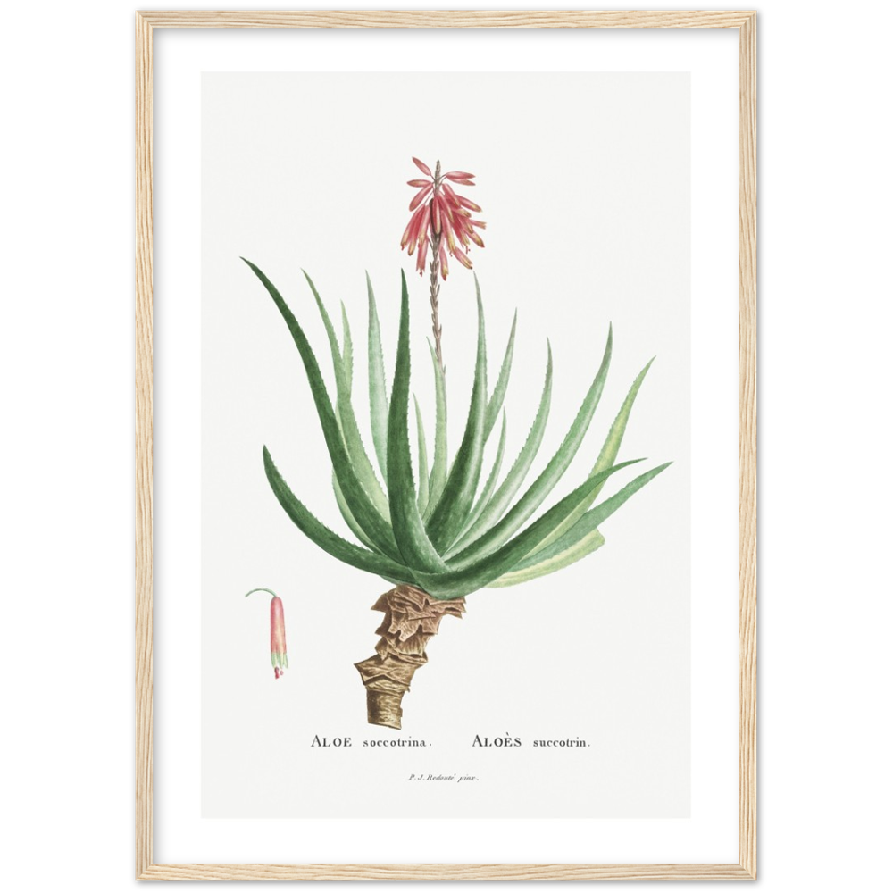 Framed Aloe Botanical Poster