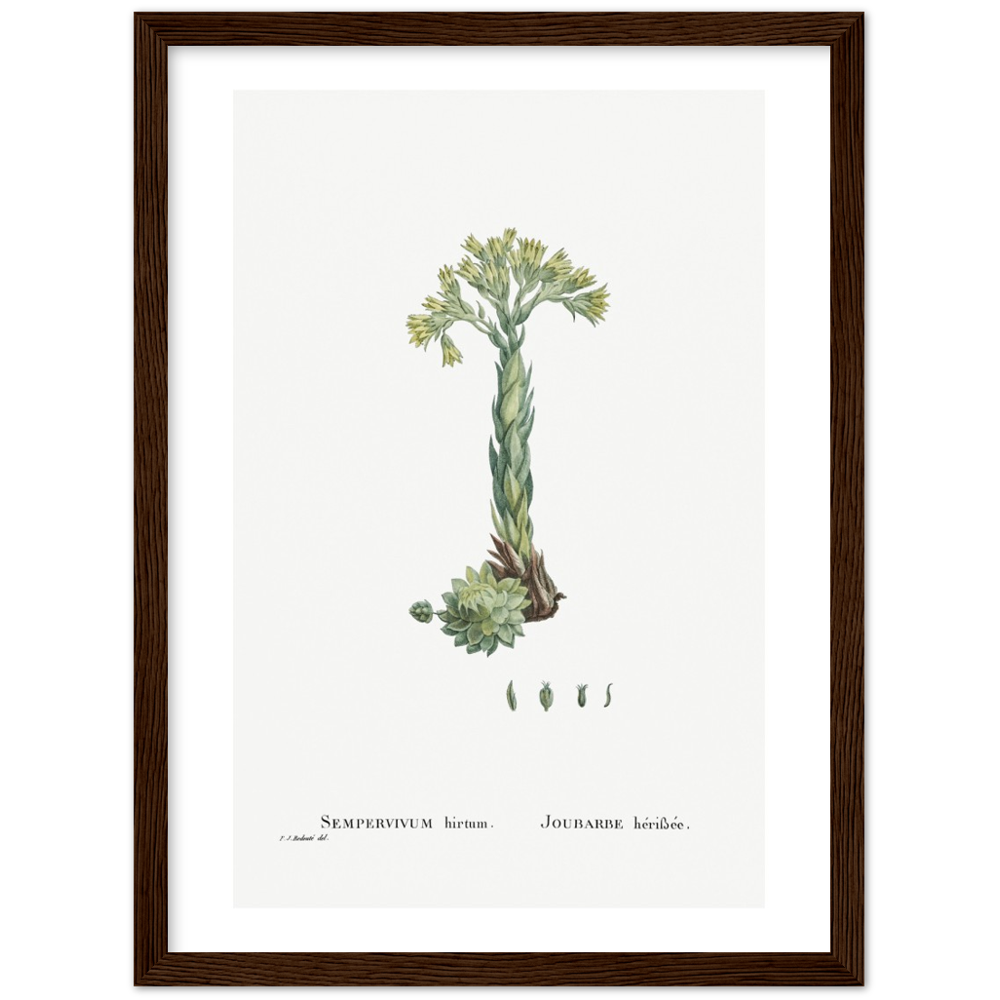 Framed Houseleek Botanical Poster