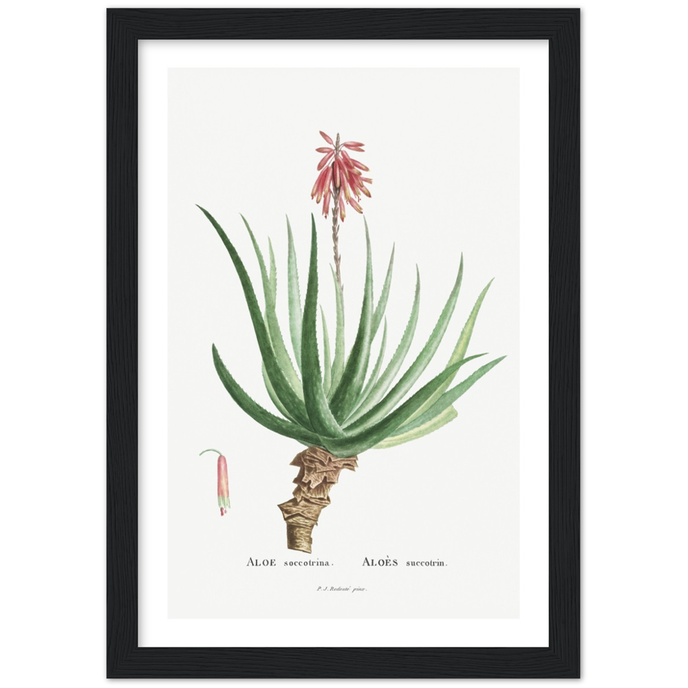 Framed Aloe Botanical Poster