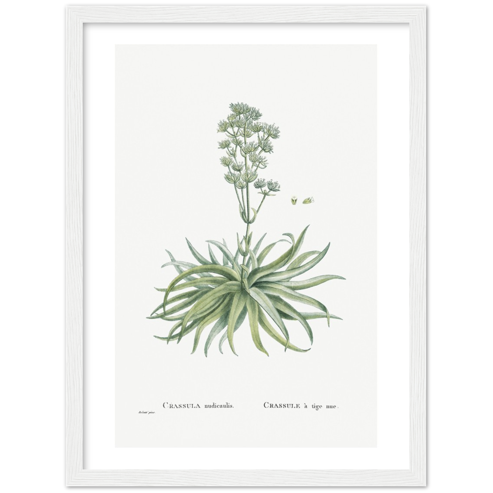 Framed Crassula Botanical Poster