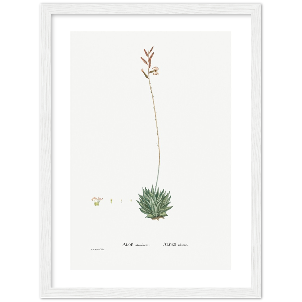 Framed Aloe Botanical Poster