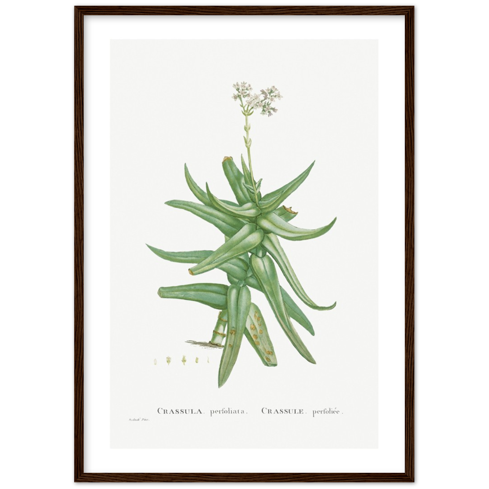 Framed Crassula Perfoliata Botanical Poster