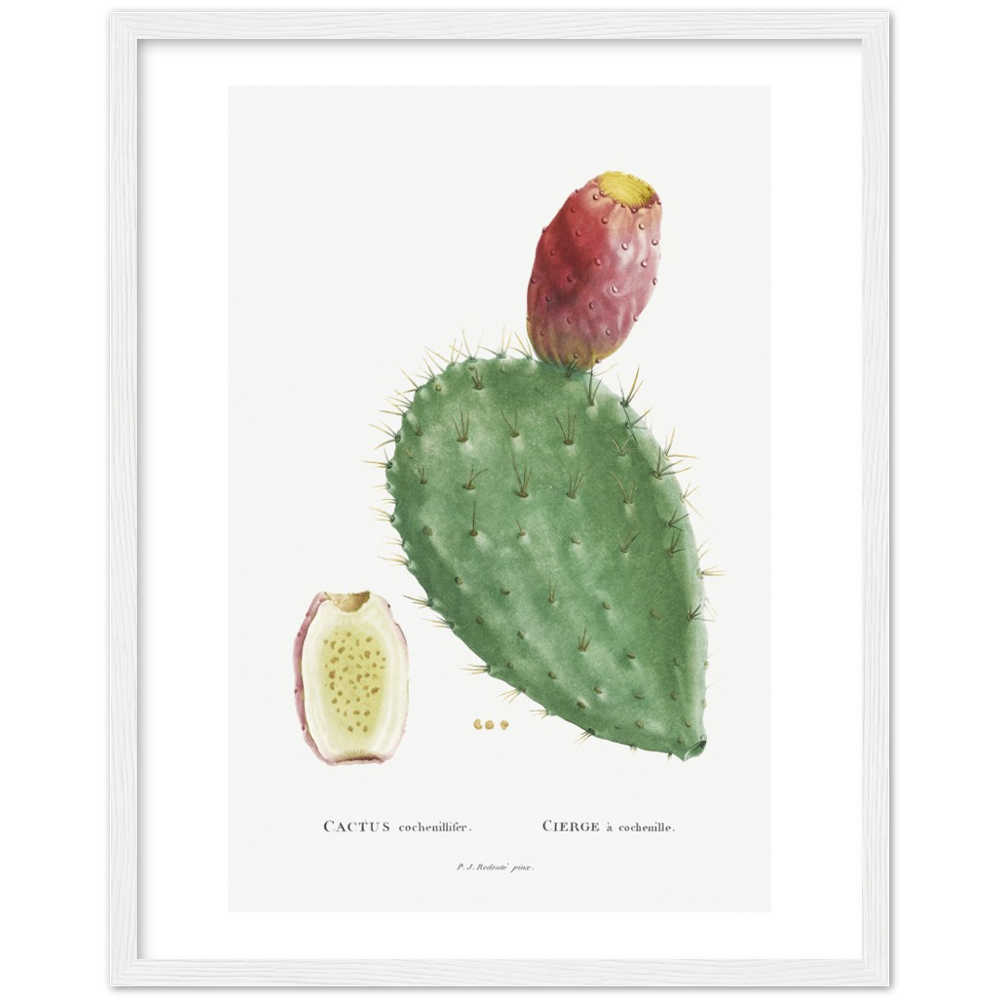 Framed Cactus Botanical Poster