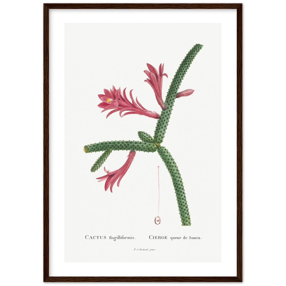 Framed Cactus Botanical Poster