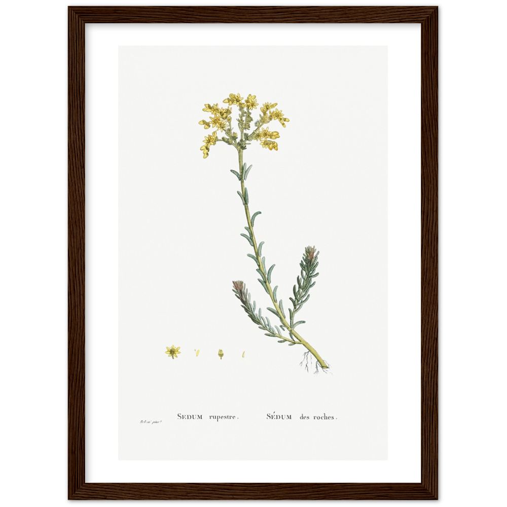 Framed Stonecrop Botanical Poster