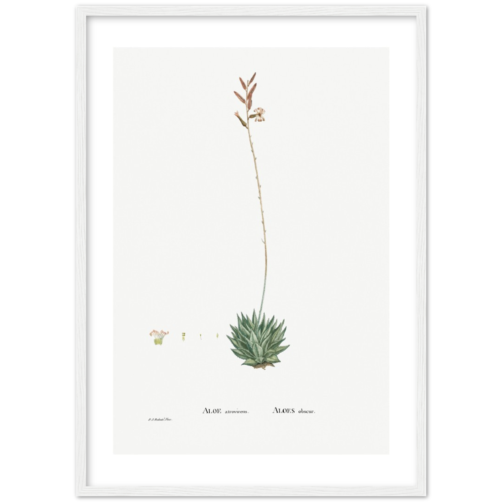 Framed Aloe Botanical Poster