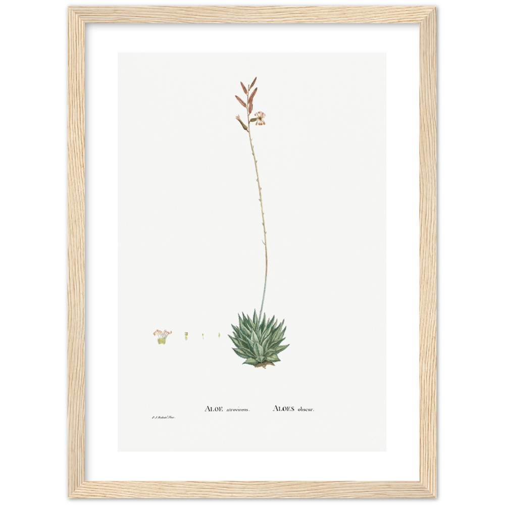 Framed Aloe Botanical Poster