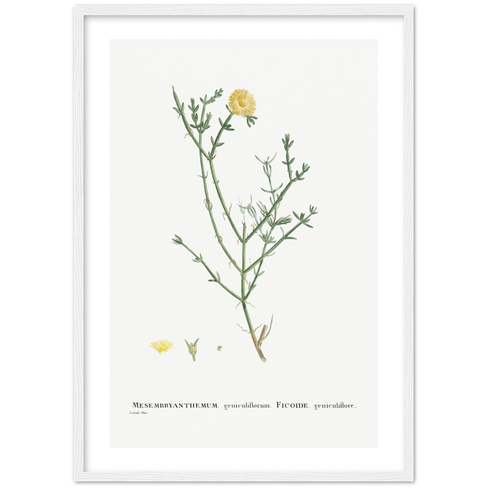 Framed Carpetweed Botanical Poster