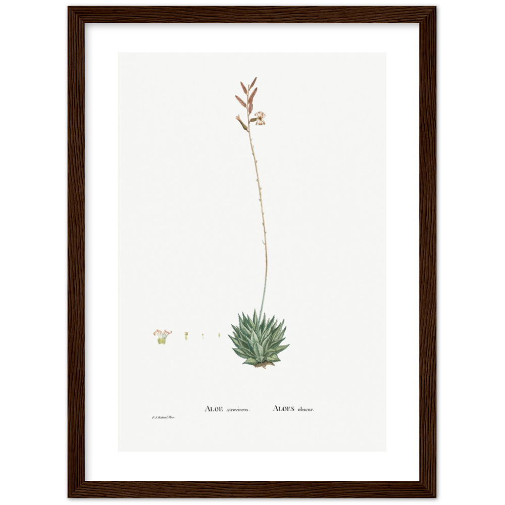 Framed Aloe Botanical Poster