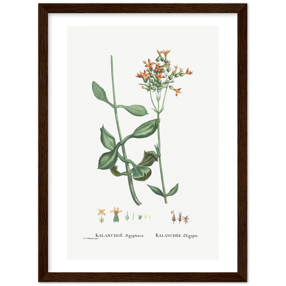 Framed Kalanchoe Botanical Poster