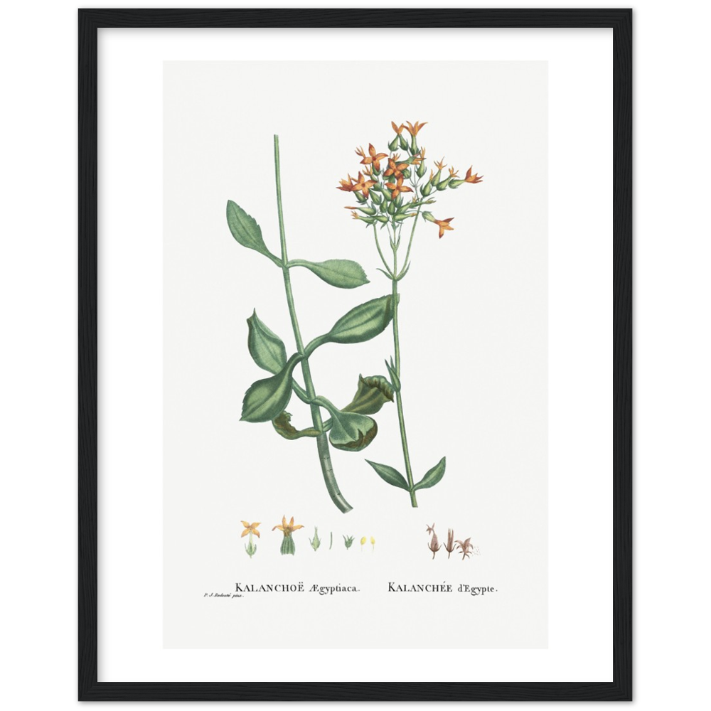 Framed Kalanchoe Botanical Poster