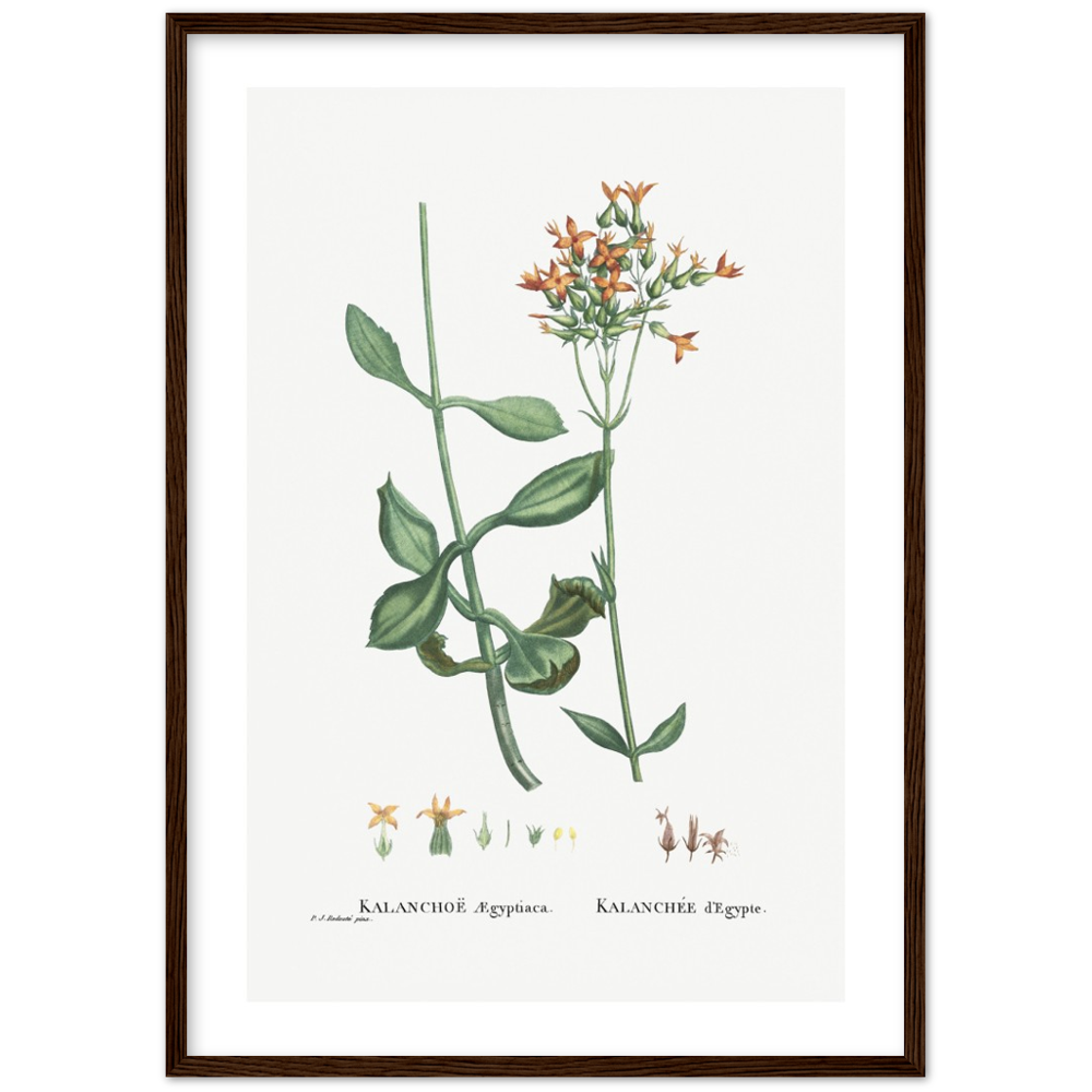 Framed Kalanchoe Botanical Poster