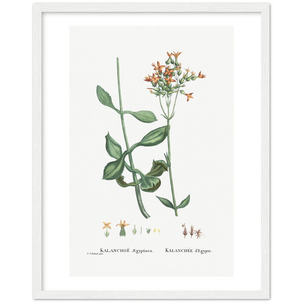 Framed Kalanchoe Botanical Poster