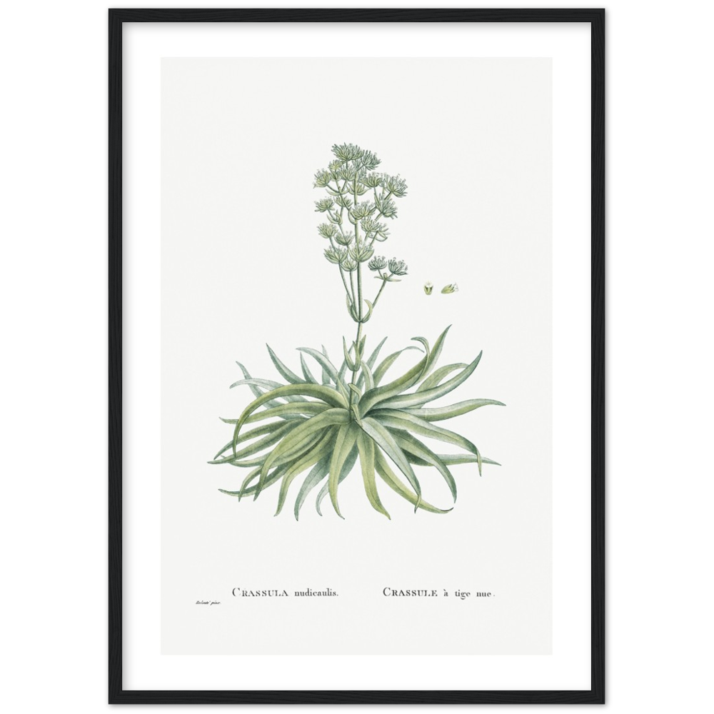 Framed Crassula Botanical Poster