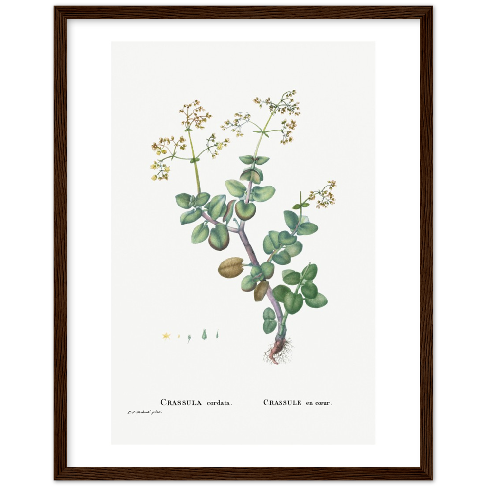 Framed Crassula Cordata Botanical Poster