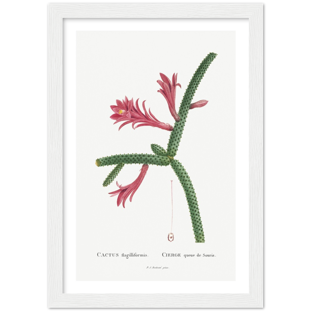 Framed Cactus Botanical Poster