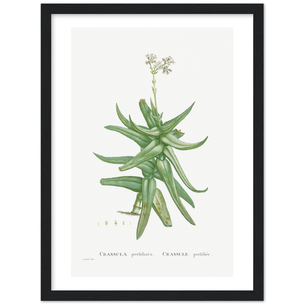 Framed Crassula Perfoliata Botanical Poster