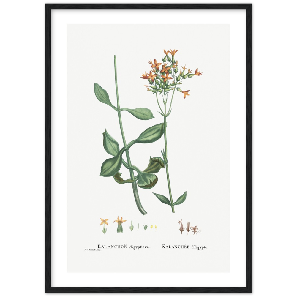 Framed Kalanchoe Botanical Poster