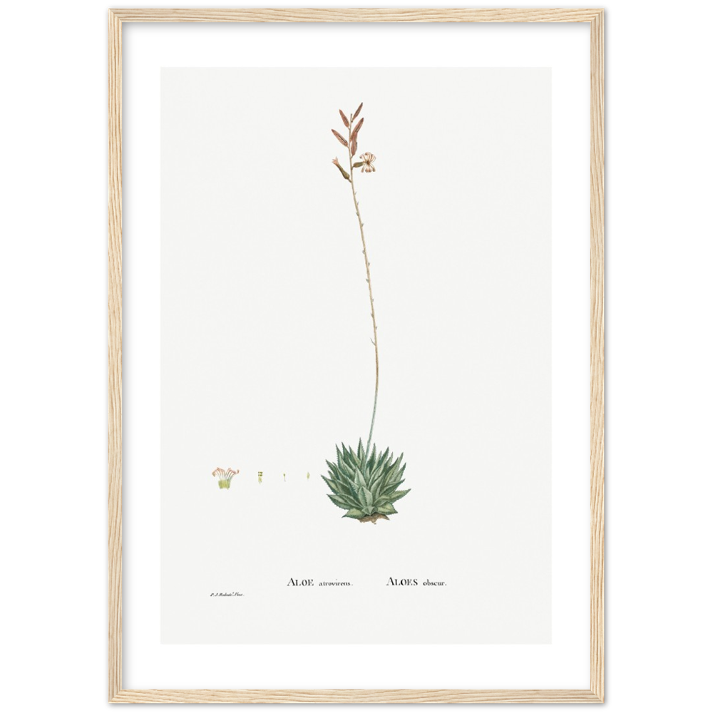 Framed Aloe Botanical Poster