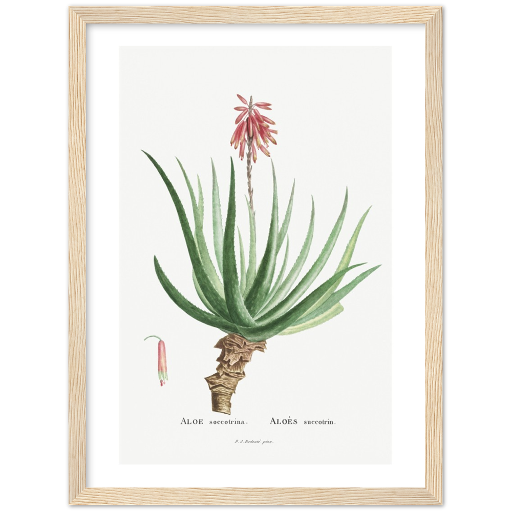 Framed Aloe Botanical Poster