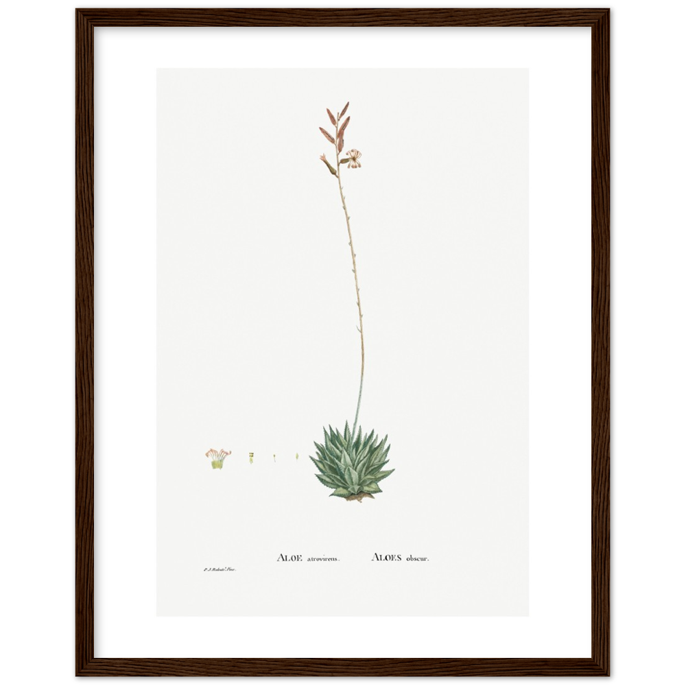 Framed Aloe Botanical Poster