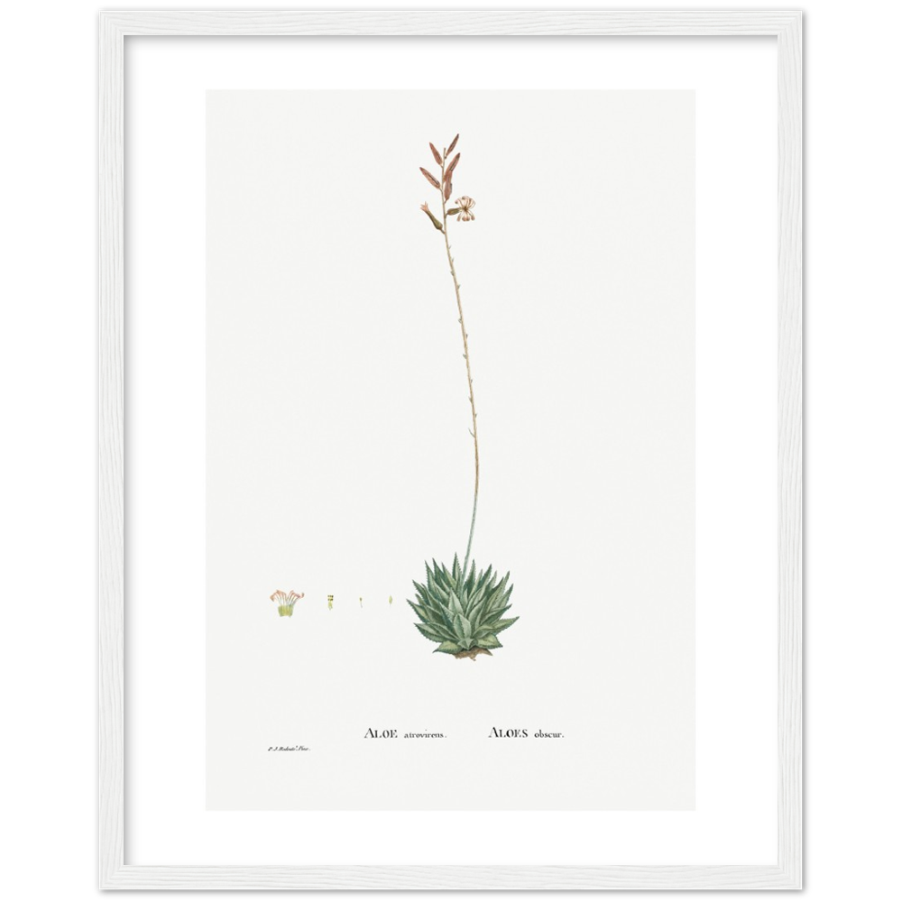 Framed Aloe Botanical Poster