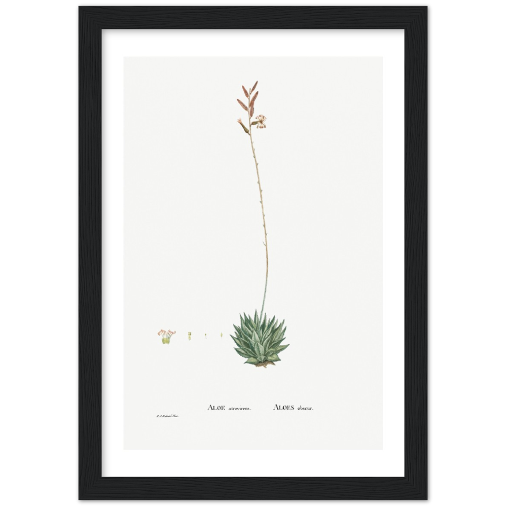 Framed Aloe Botanical Poster