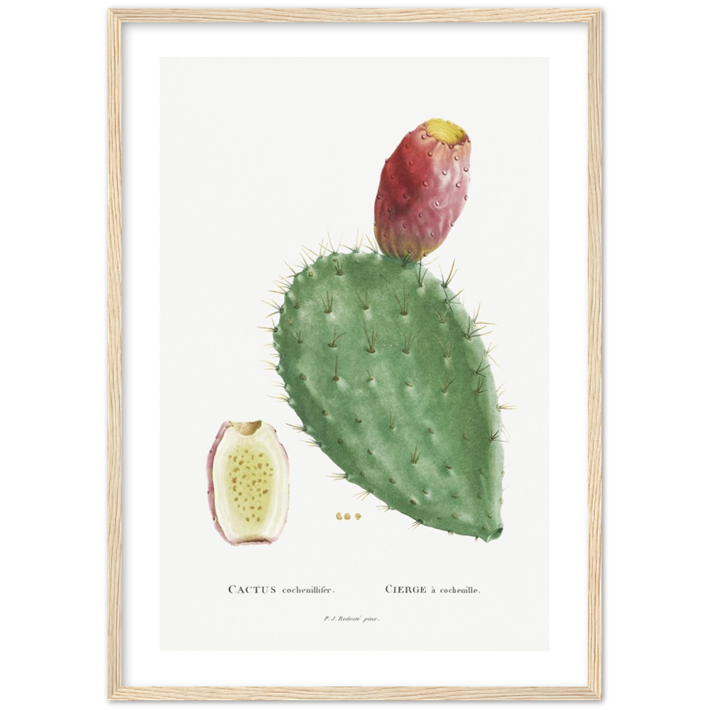 Framed Cactus Botanical Poster