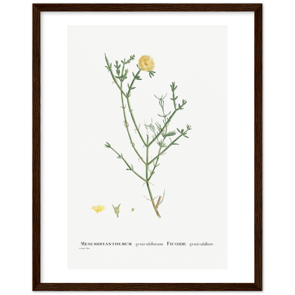 Framed Carpetweed Botanical Poster