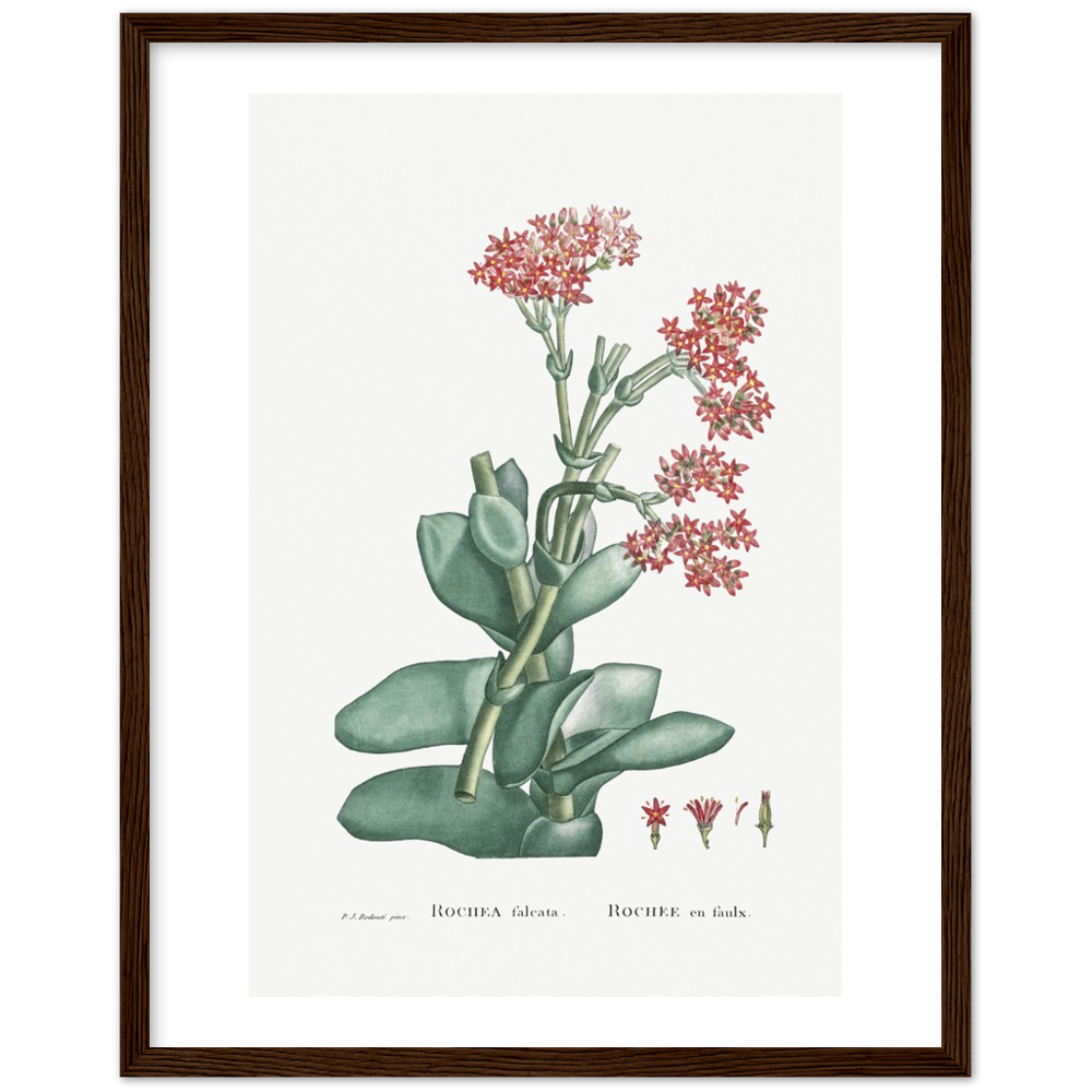 Framed Rochea Botanical Poster