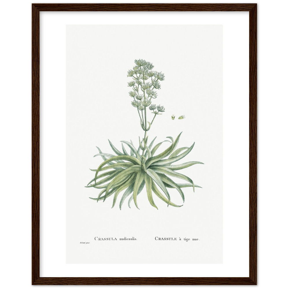 Framed Crassula Botanical Poster