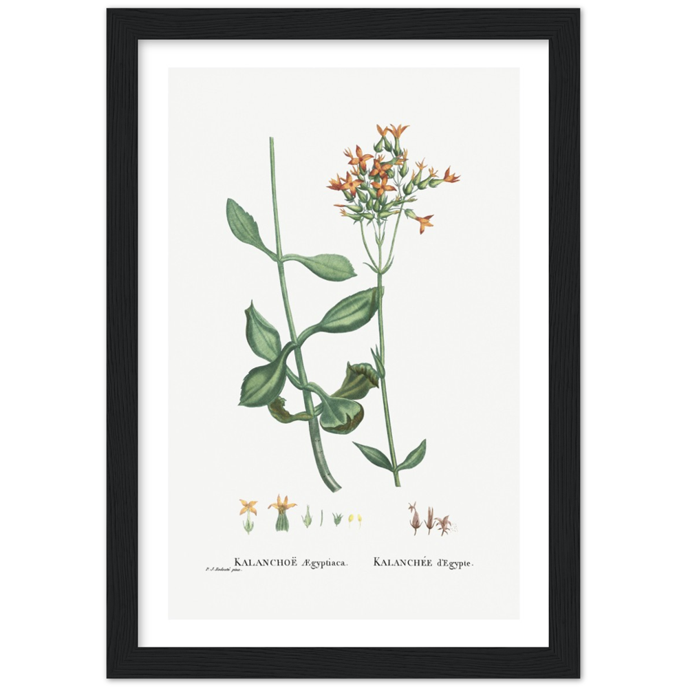 Framed Kalanchoe Botanical Poster