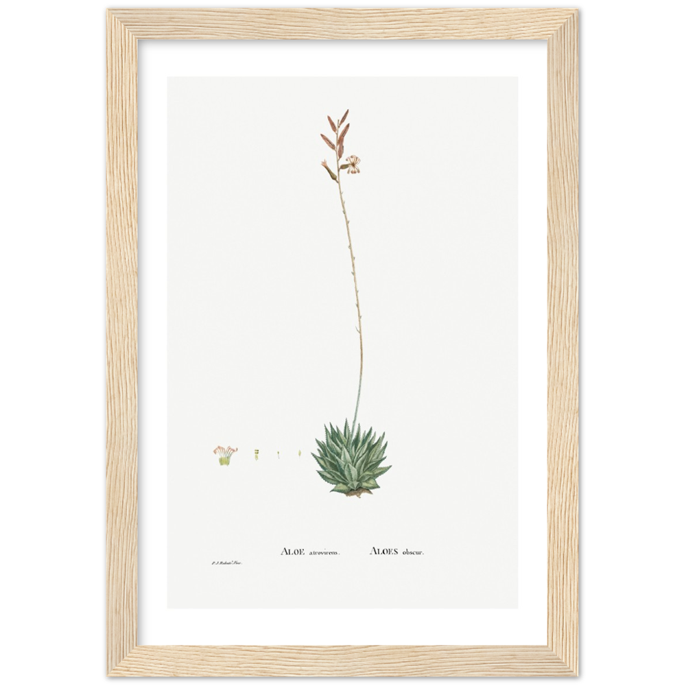 Framed Aloe Botanical Poster