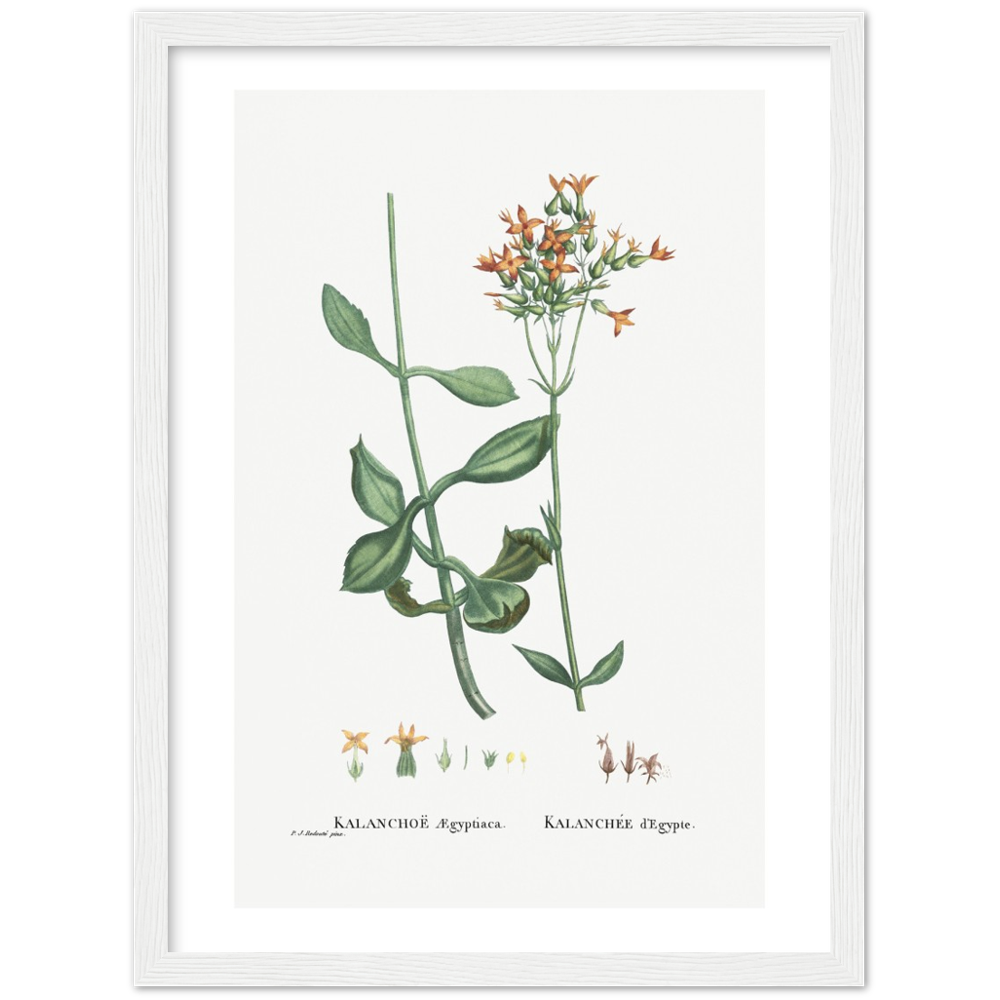 Framed Kalanchoe Botanical Poster