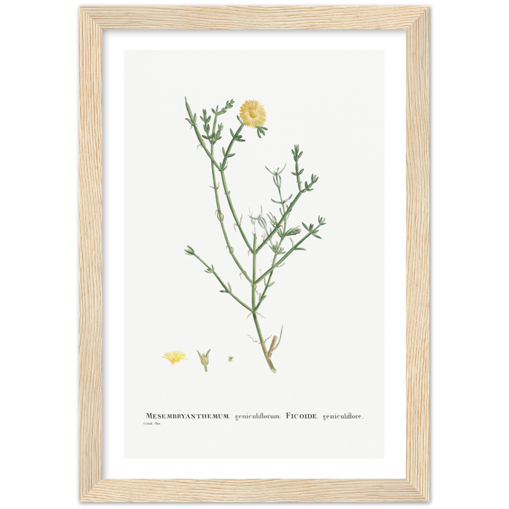 Framed Carpetweed Botanical Poster