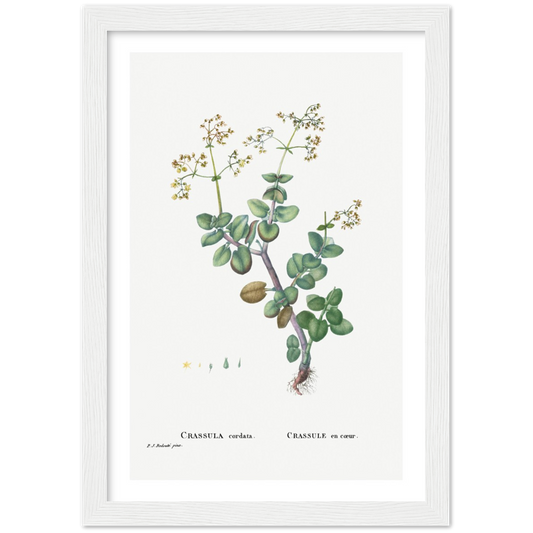 Framed Crassula Cordata Botanical Poster
