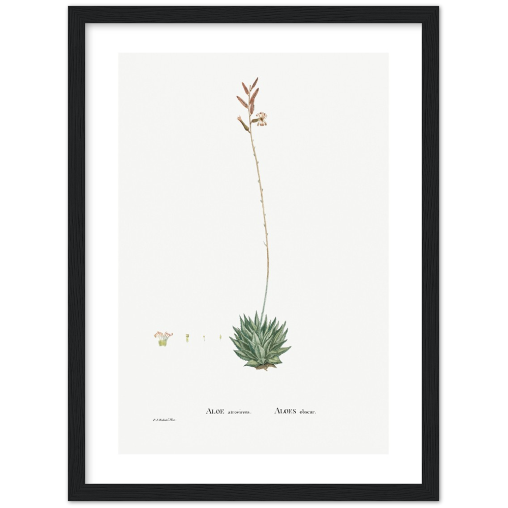 Framed Aloe Botanical Poster