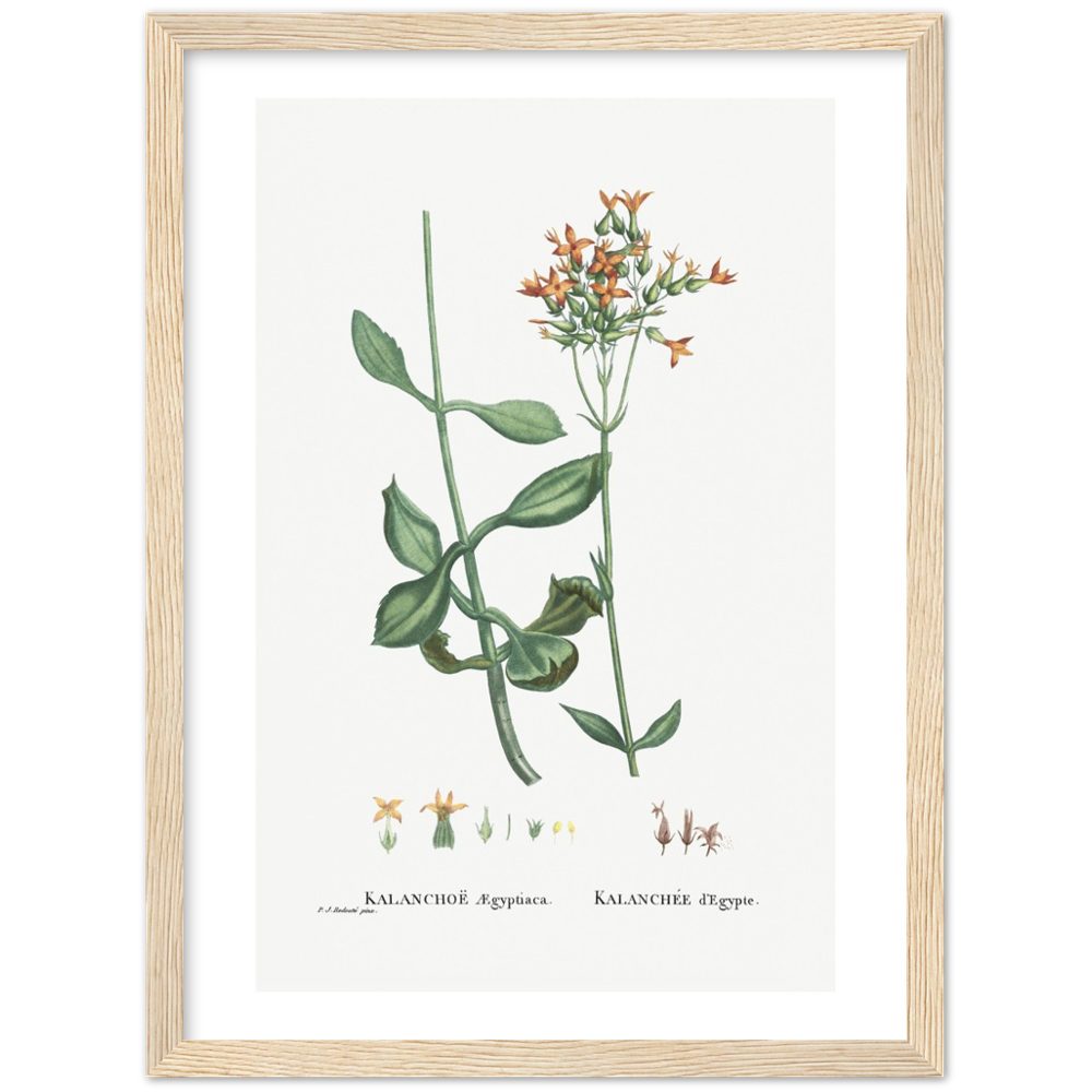 Framed Kalanchoe Botanical Poster