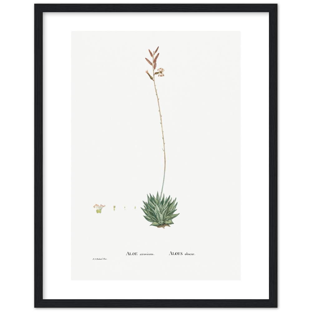 Framed Aloe Botanical Poster