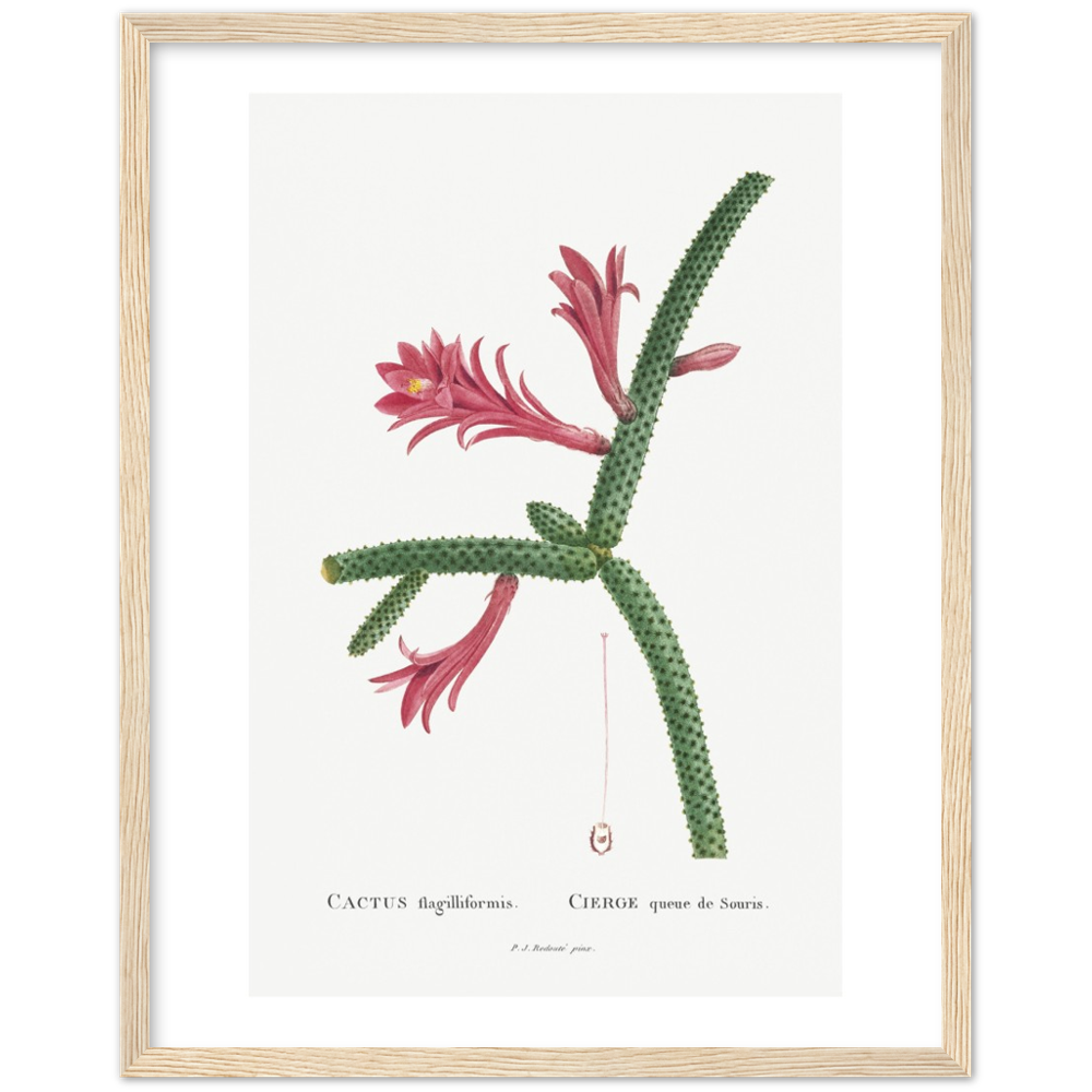 Framed Cactus Botanical Poster